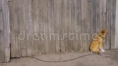 没有血统的棕色狗坐在木栅栏旁。链子上没有束缚的动物。背景是高木灰色的粪便